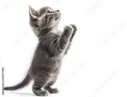 Adorable gray kitten standing on its hind legs, paws raised, looking upward against a plain white background.  A small, fluffy, and precious kitten, full of life and curiosity. 