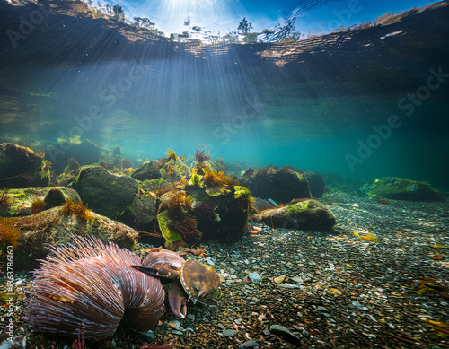 Tidal Pools
