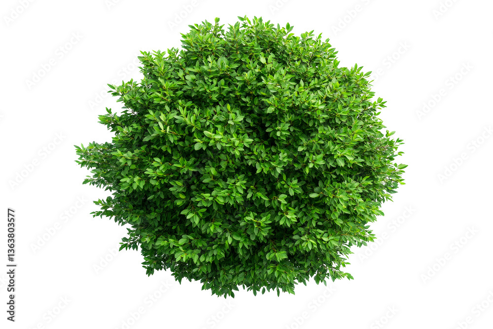 Fototapeta premium Lush green shrub plant with many leaves, cut out transparent