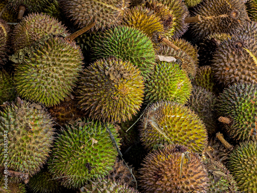 A top-down view of a large pile of fresh durians with spiky green and brown skins, displayed in a market setting.
A top-down view of a large pile of fresh durians with spiky green and brown skins, displayed in a market setting.
