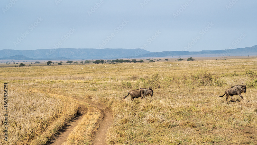 Obraz premium A Serene Savannah Landscape Featuring Wildebeest in Their Natural Habitat and Environment Serengeti Tanzania Africa