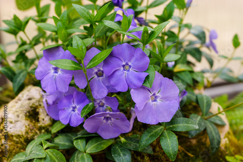 Close-up photo of purple Vinca minor flowers blooming in spring