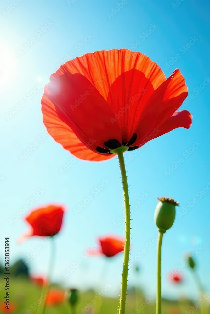 Obraz premium Single red poppy isolated on white background against blue sky, bloom, poppies, nature