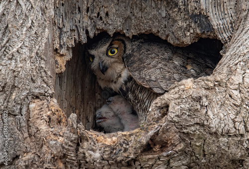 Cuadro en lienzo Great horned owl nest with newly hatched owlets