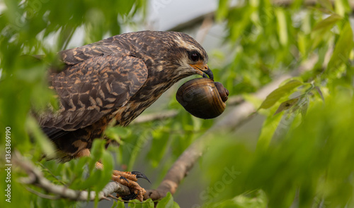 A snail kite in Florida  photo
