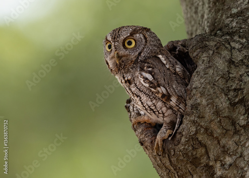 Eastern screech owl in south Florida 