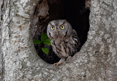Eastern screech owl in south Florida 