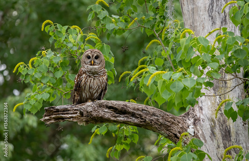 Eastern screech owl in south Florida 