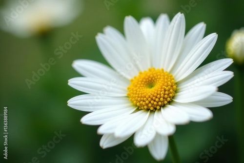Close-up of pristine white Marguerite Daisy, sharp detail , plant, summer, nature