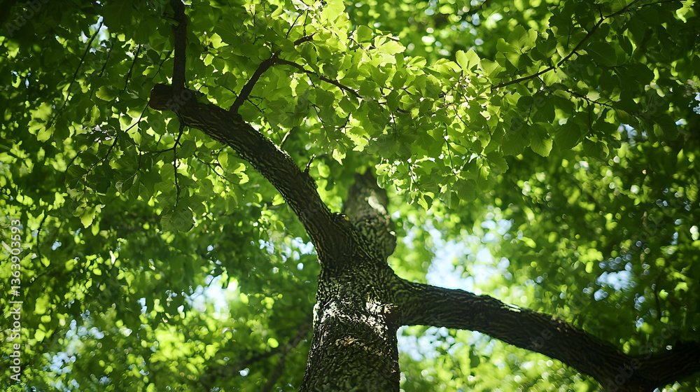 Fototapeta premium Green Tree Canopy Reaching Towards Blue Sky with Sunlight Filtering Through Leaves