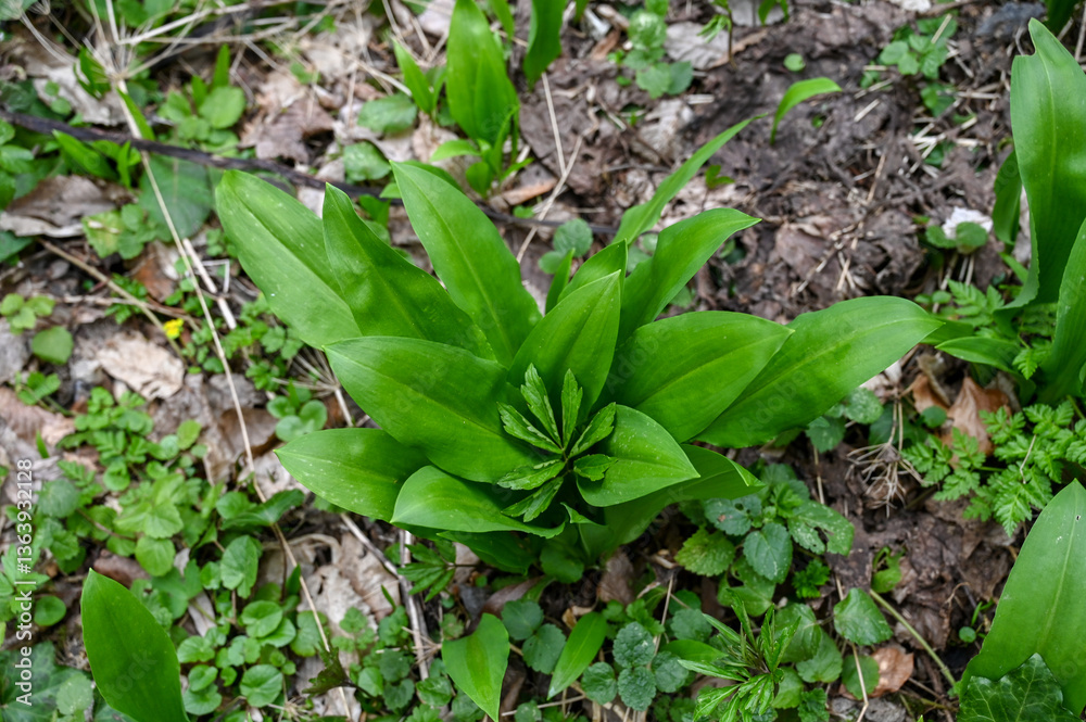 Wild garlic grows in the forest.