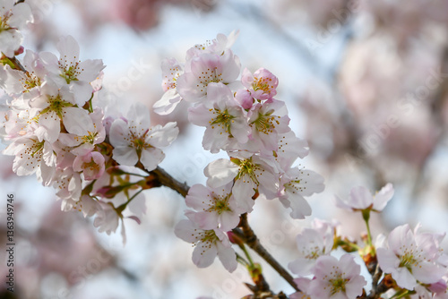 細井桜