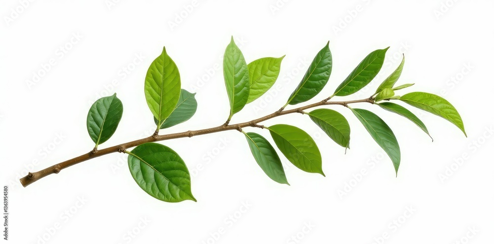 Fototapeta premium Isolated branch on white background with subtle texture, branchwork, texture, foliage