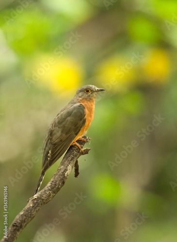 Fan-tailed cuckoo (Cacomantis flabelliformis) perched on a branch displaying its buff-colored chest, yellow eye-ring and barred tail, 