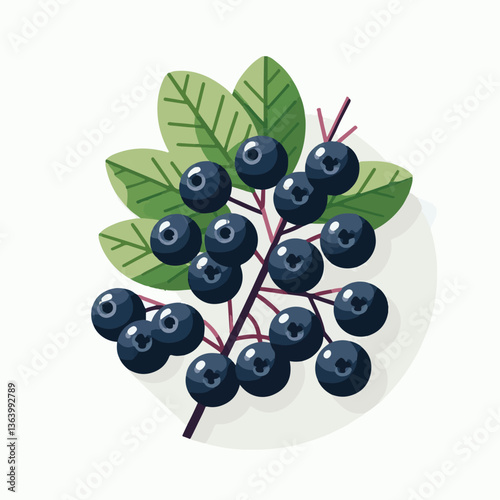 chokeberry, fruit, berry, aronia, nature, leaf, black, plant, ripe, branch, food, healthy, green, garden, natural, fresh, closeup, antioxidant, berries, background, autumn, white, nutrition, leaves, r