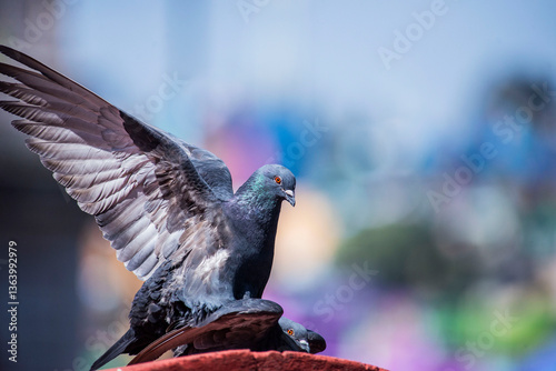 Cortejo y reproducción de palomas