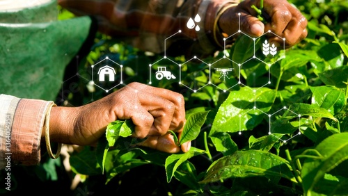 Photography Woman harvesting tea leaves Kerela, India.