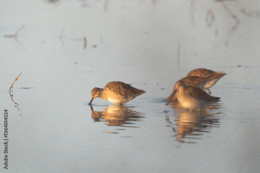 Sandpipers feeding in shallow water.