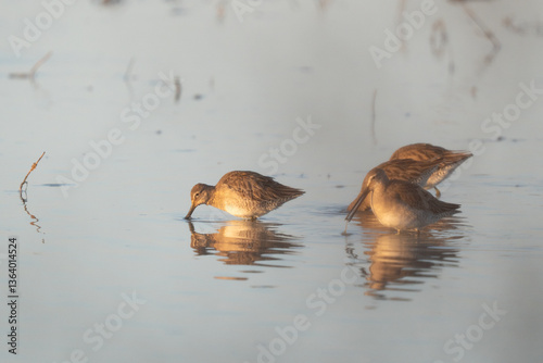 Obraz na płótnie Sandpipers feeding in shallow water. w salonie