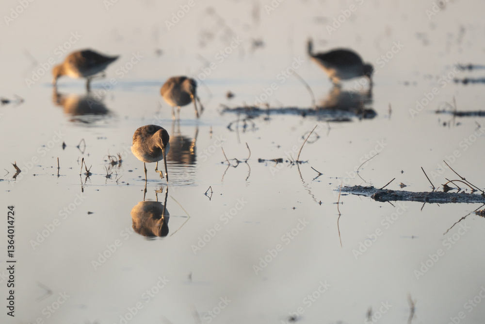 Sandpipers feeding in shallow water.