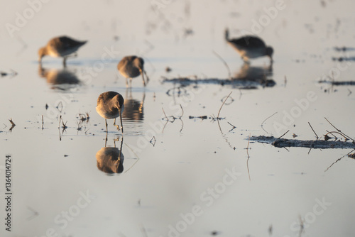Obraz na płótnie Sandpipers feeding in shallow water. w salonie