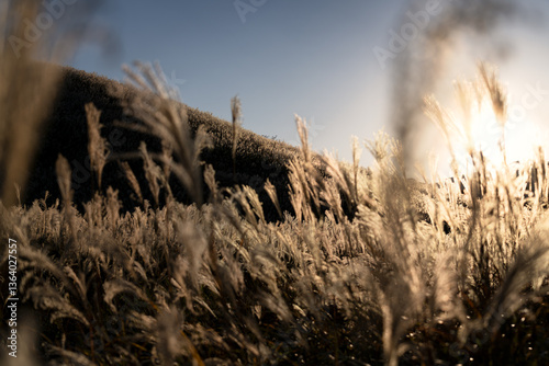 神奈川県箱根町　秋の仙石原すすき草原