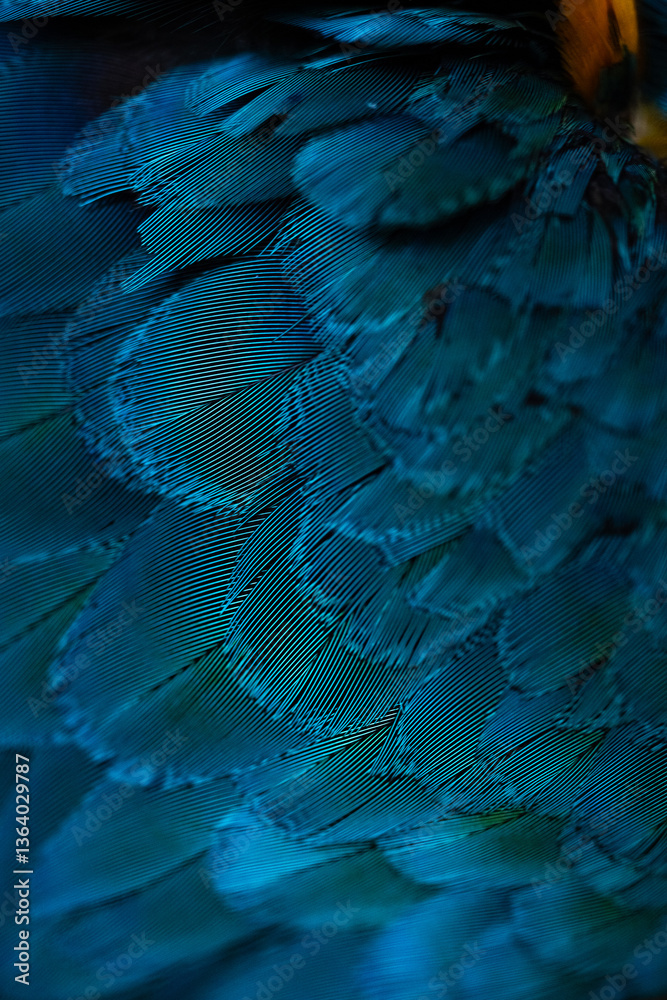 Fototapeta premium Close-up Peacocks, colorful details and beautiful peacock feathers.
