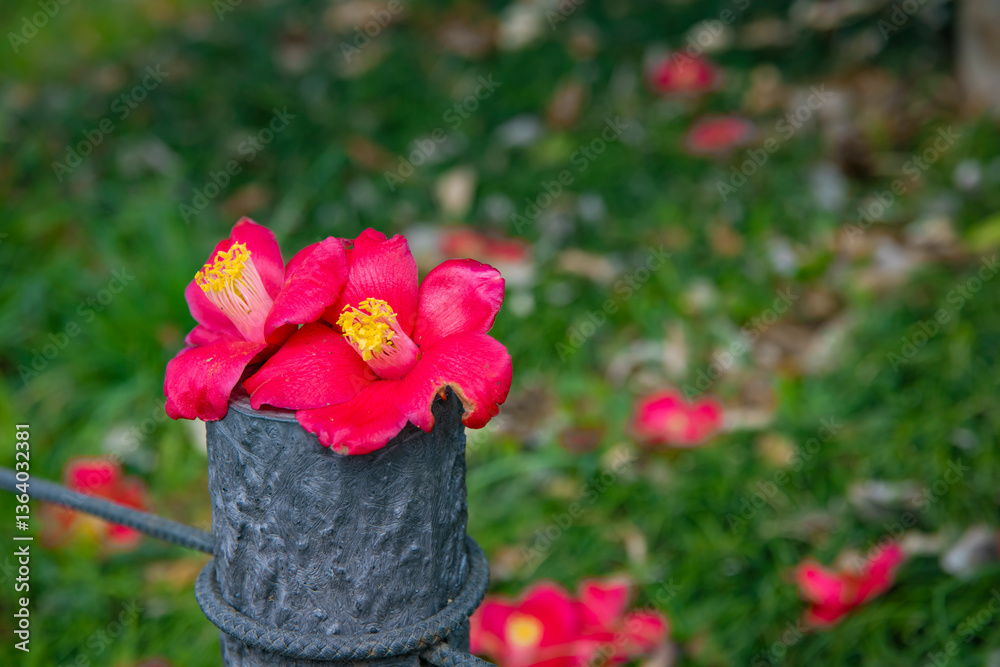 Obraz premium A blooming camellia flower fallen to the ground in spring