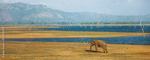 Canvas Print A lone elephant grazes near a vast reservoir with distant mountains in Udawalawe National Park, Sri Lanka