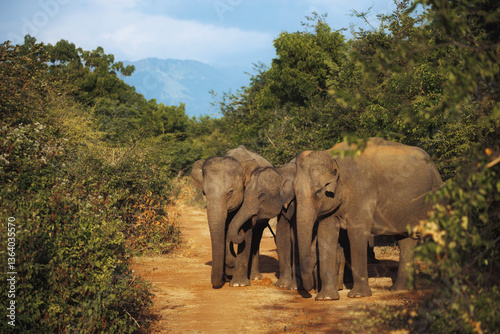 Photography A herd of wild elephants gathers on a dirt road surrounded by dense greenery in Udawalawe National Park, Sri Lanka