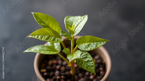 coffee plant growing in a pot symbolizing the journey from seed to cup.