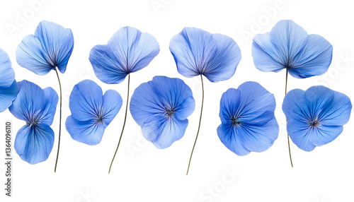 Sky Blue Flowers with Stems, Transparent Background, Floral Composition, Botanical