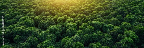 A sustainable forest management policy incorporating climate change adaptation and mitigation strategies such as forest carbon sequestration REDD initiatives and sustainable, Wide background 