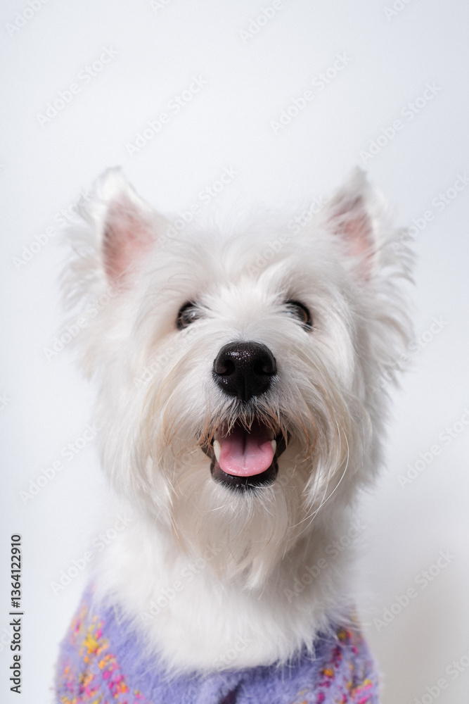 강아지,반려견,화이트 테리어,dog,puppy 강아지,반려견,화이트 테리어,dog,puppy