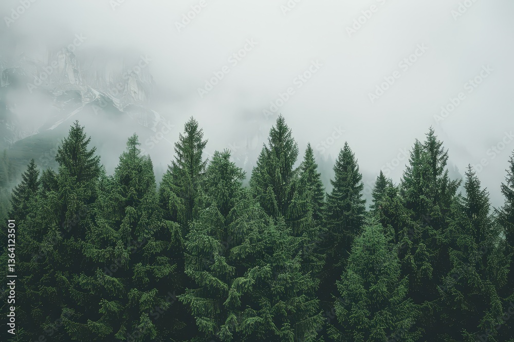 Fototapeta premium A misty forest scene featuring tall evergreen trees, creating a serene and tranquil atmosphere.