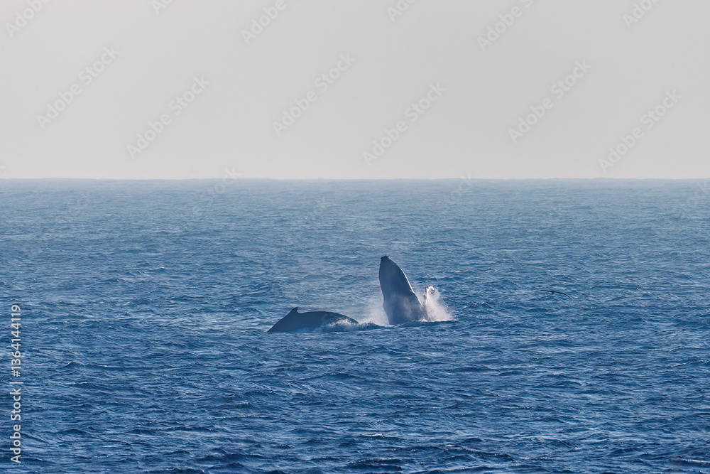 Fototapeta premium スパイホップ(海面から顔を出す)をしている。 ペダンクルアーチ(海面に背中を出す)をしている。 陸から見えたザトウクジラ(ナガスクジラ科)の群れが泳ぐ様子。 英名学名:Humpback Whale, Megaptera novaeangliae 真新しい溶岩でできた荒々しい海岸線の底土港外。 東京都伊豆諸島八丈島-2025年