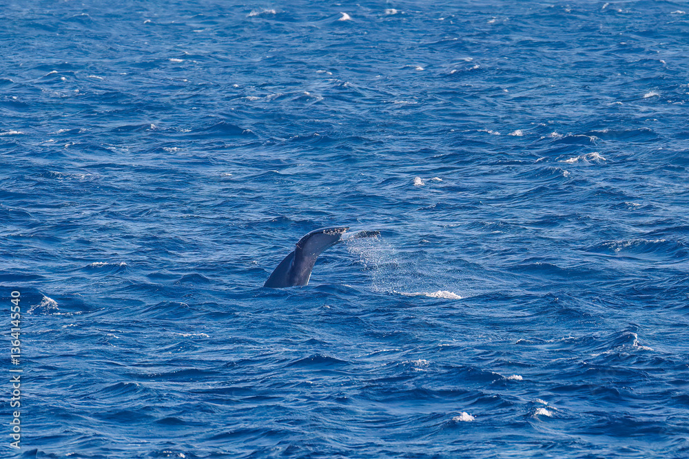 Fototapeta premium テイルスラップ（尻尾で海面を叩く）をしている。 陸から見えたザトウクジラ（ナガスクジラ科）の群れが泳ぐ様子。 英名学名：Humpback Whale, Megaptera novaeangliae 真新しい溶岩でできた荒々しい海岸線の底土港外。 東京都伊豆諸島八丈島-2025年 