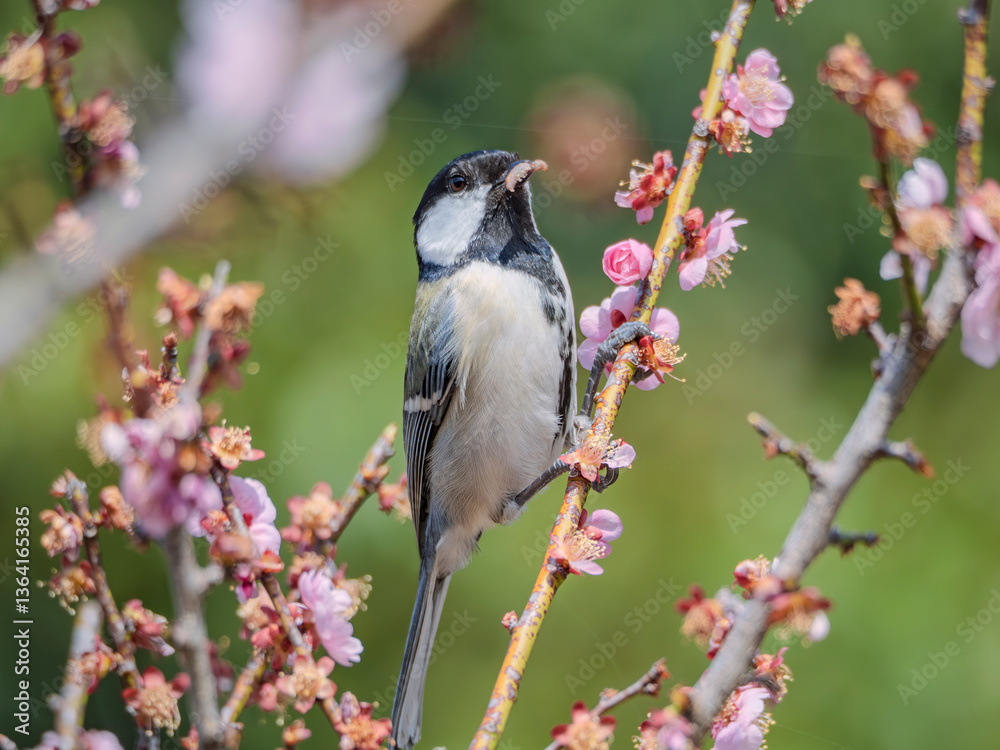 Naklejka premium 梅の枝で朝ごはんのコガラくん