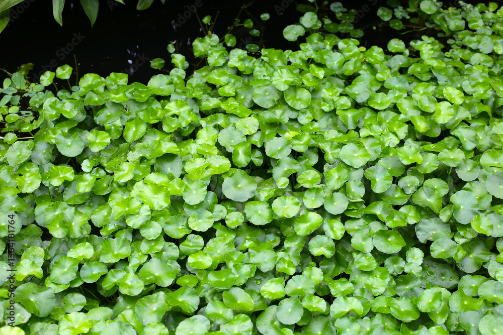 Gotu Kola, Centella Asiatica, Asiatic Pennywort. Herbal Plant Gotu Kola, Centella Asiatica, Asiatic Pennywort. Herbal Plant