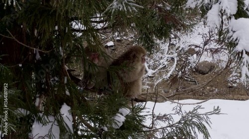 Snow Monkeys Playing in Trees – Japanese macaques climb and jump between snowy branches in winter.