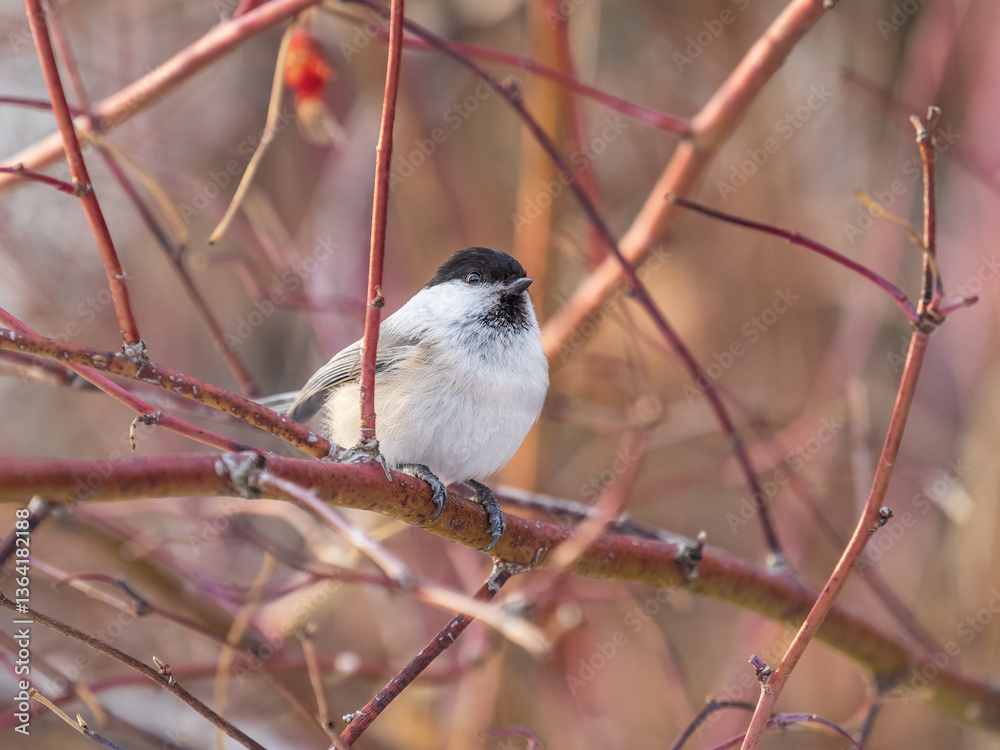 Naklejka premium Cute bird the willow tit, song bird sitting on a branch without leaves in the winter.