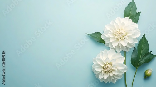 Wallpaper Mural White dahlia flowers on blue background. Flat lay, top view, copy space Torontodigital.ca