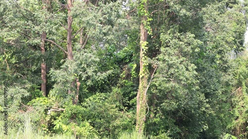 A natural video background of various trees growing in a large forest with a wind blowing through it, with flocks of birds living together. The completeness of the forest system is worth preserving.