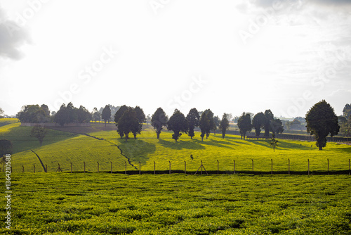 Fototapeta Naklejka Na Ścianę i Meble -  Kiambu green tea leaves plants field meadows landscapes vegetations sky background Kenya East Africa