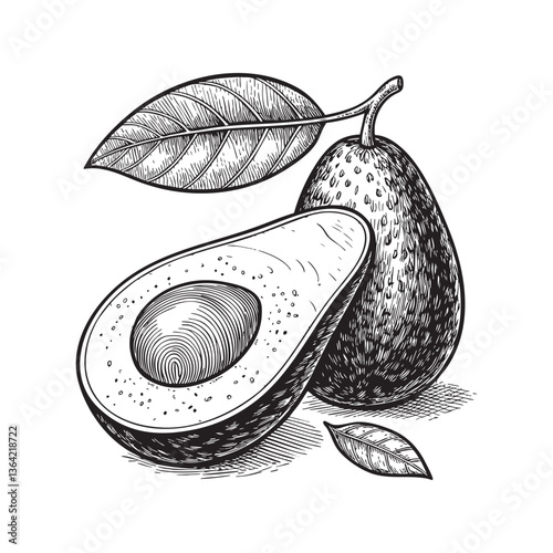 avocado engraving vector illustration