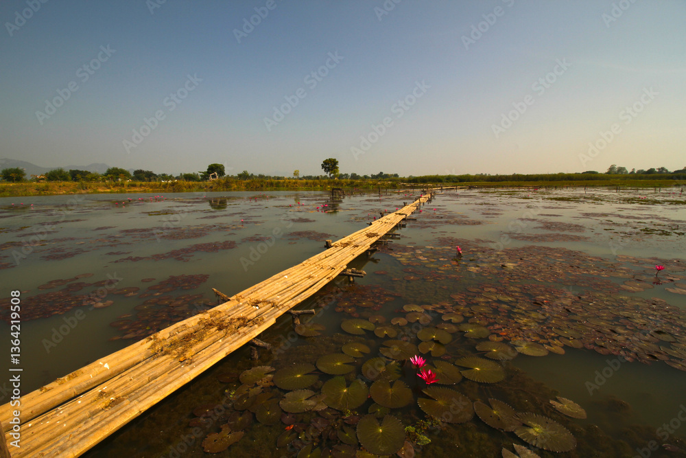 Bamboo bridge with waterlilly around