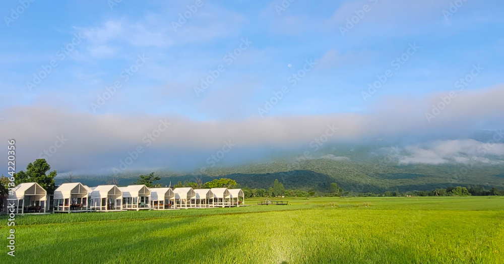 Green rice field