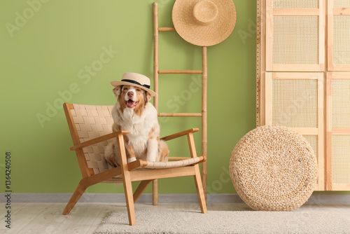 Happy australian shepherd d...