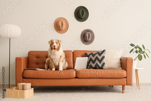 Cute Australian Shepherd do...