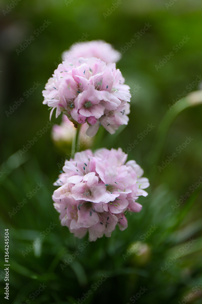 Fototapeta premium floral background of spring flowers in a garden
